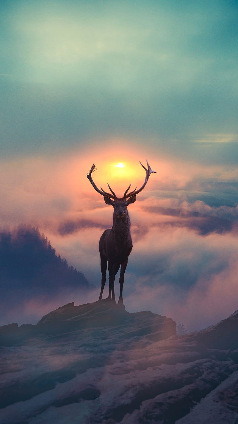 Animal, deer, hunting, morning, forest, sunsets, HD phone
