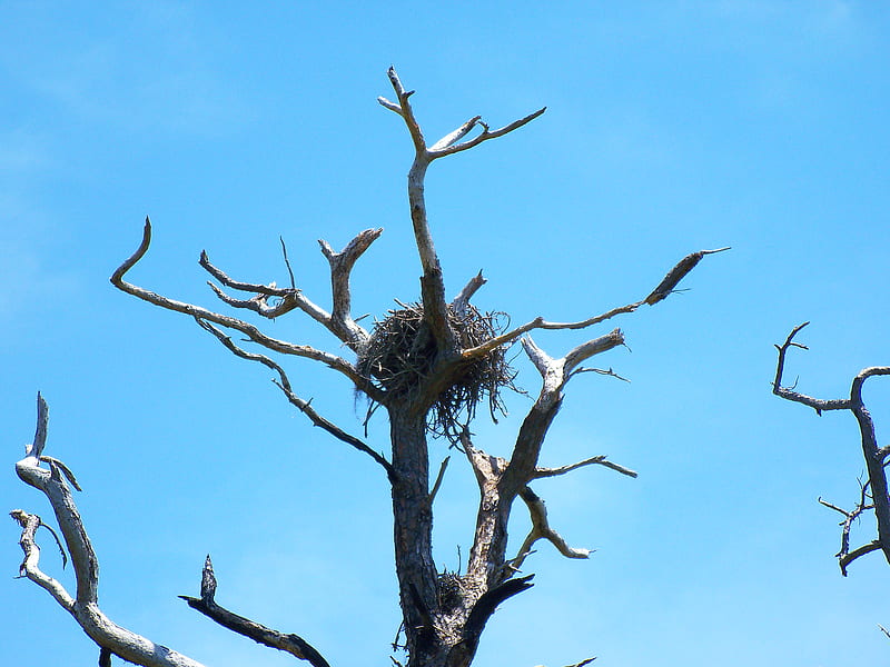 ~Osprey nest~Caladesi Island~, florida, tree, nest, birds, nature, island, osprey, neat, HD wallpaper