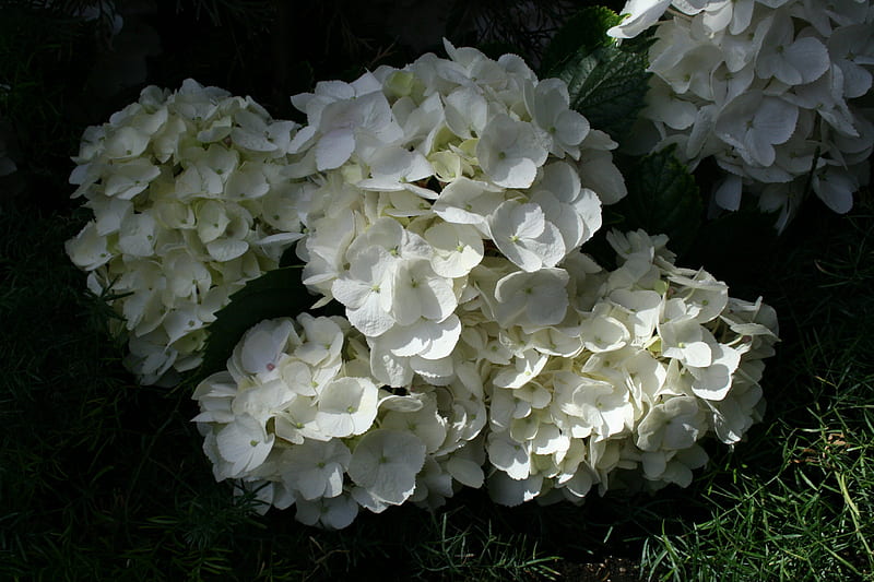 A Flower cannot blossom without Sunshine 15, graphy, White, garden, Flowers, Hydrangeas, HD wallpaper