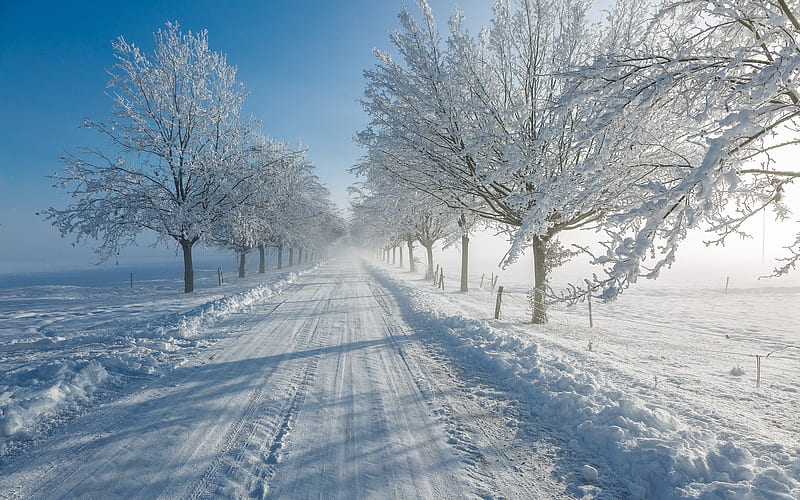 Winter Avenue, avenue, hoarfrost, snow, alley, road, trees, winter, HD wallpaper