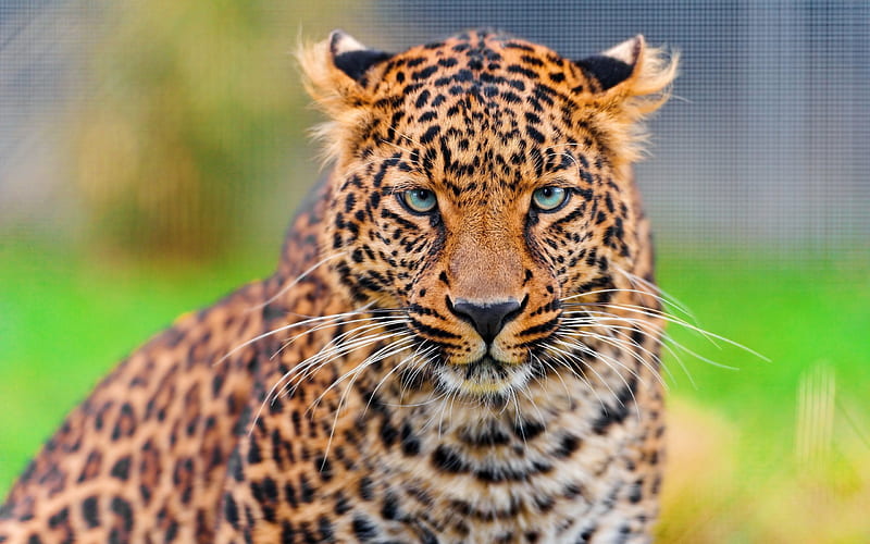 leopard, predator, wildlife, leopards, HD wallpaper