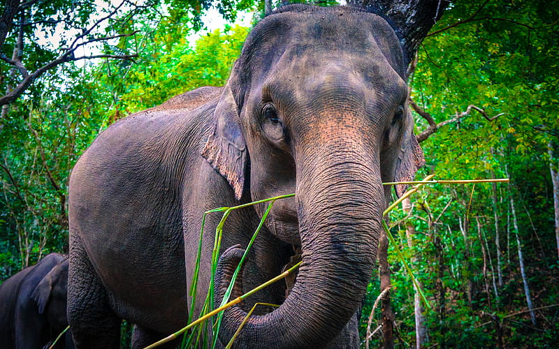 elephants wildlife, Thailand, Asia, HD wallpaper