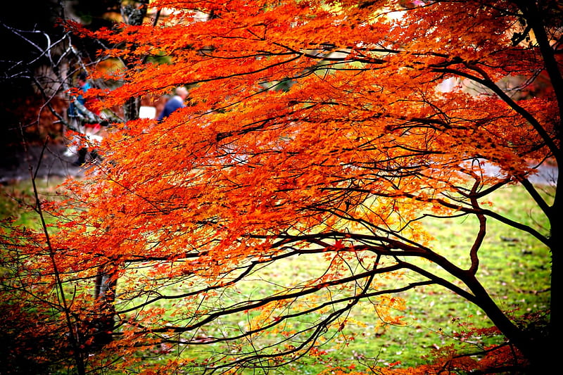 AUTUMN STILL LINGERS, colors, forest, autumn, orange, HD wallpaper