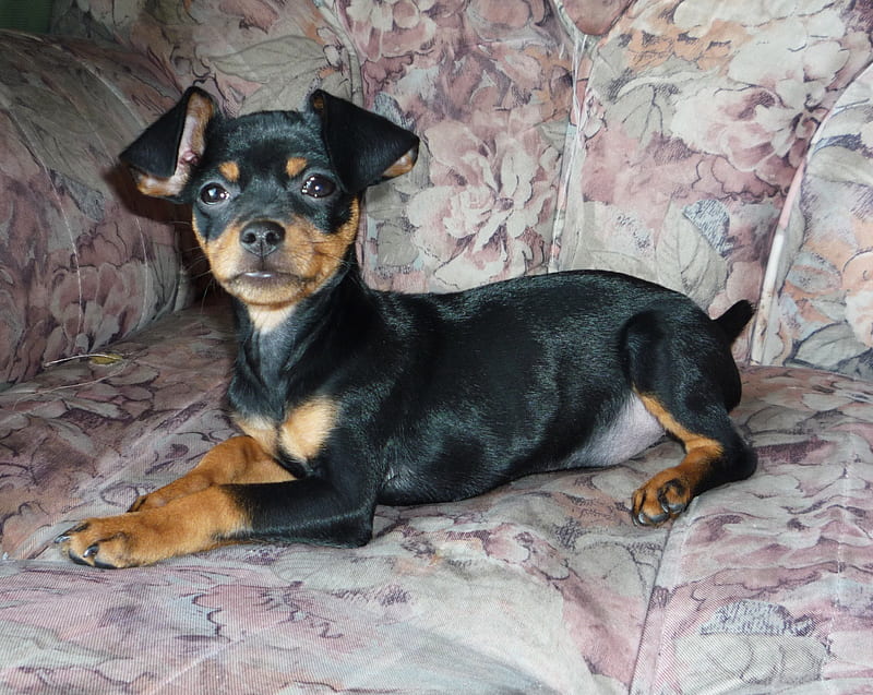 mini doberman pinscher, doggie, little, animal, dog, HD wallpaper