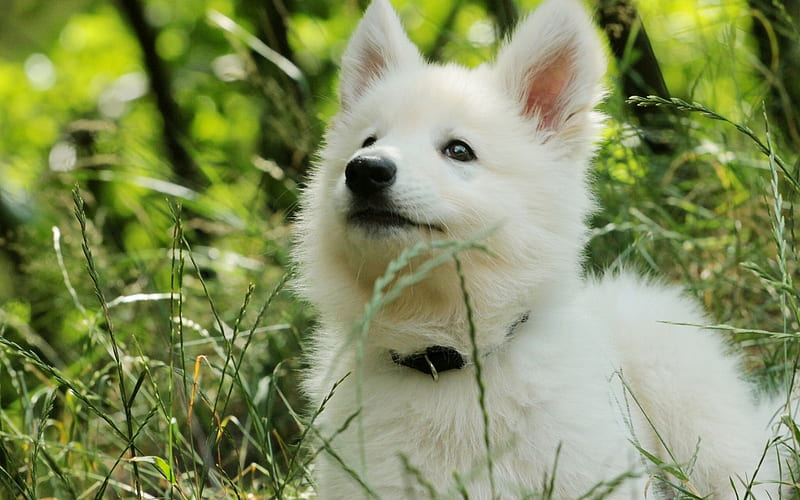 Swiss Shepherd, puppy, White Swiss Shepherd, bokeh, dogs, lawn, Berger Blanc Suisse, pets, White Shepherd Dog, HD wallpaper