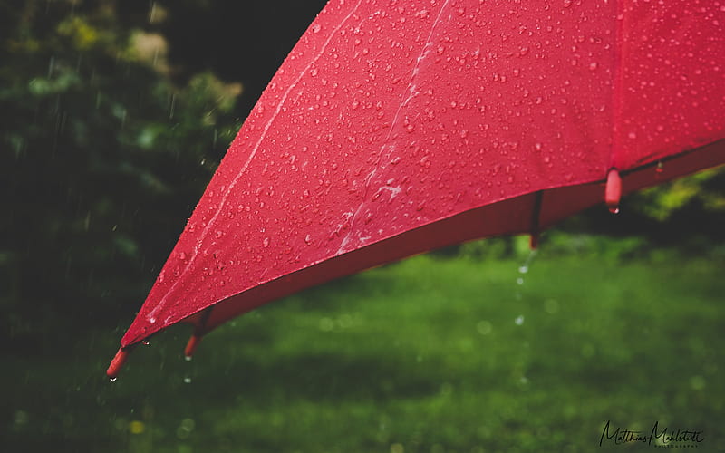 graphy, Umbrella, rain, Raindrops, HD wallpaper