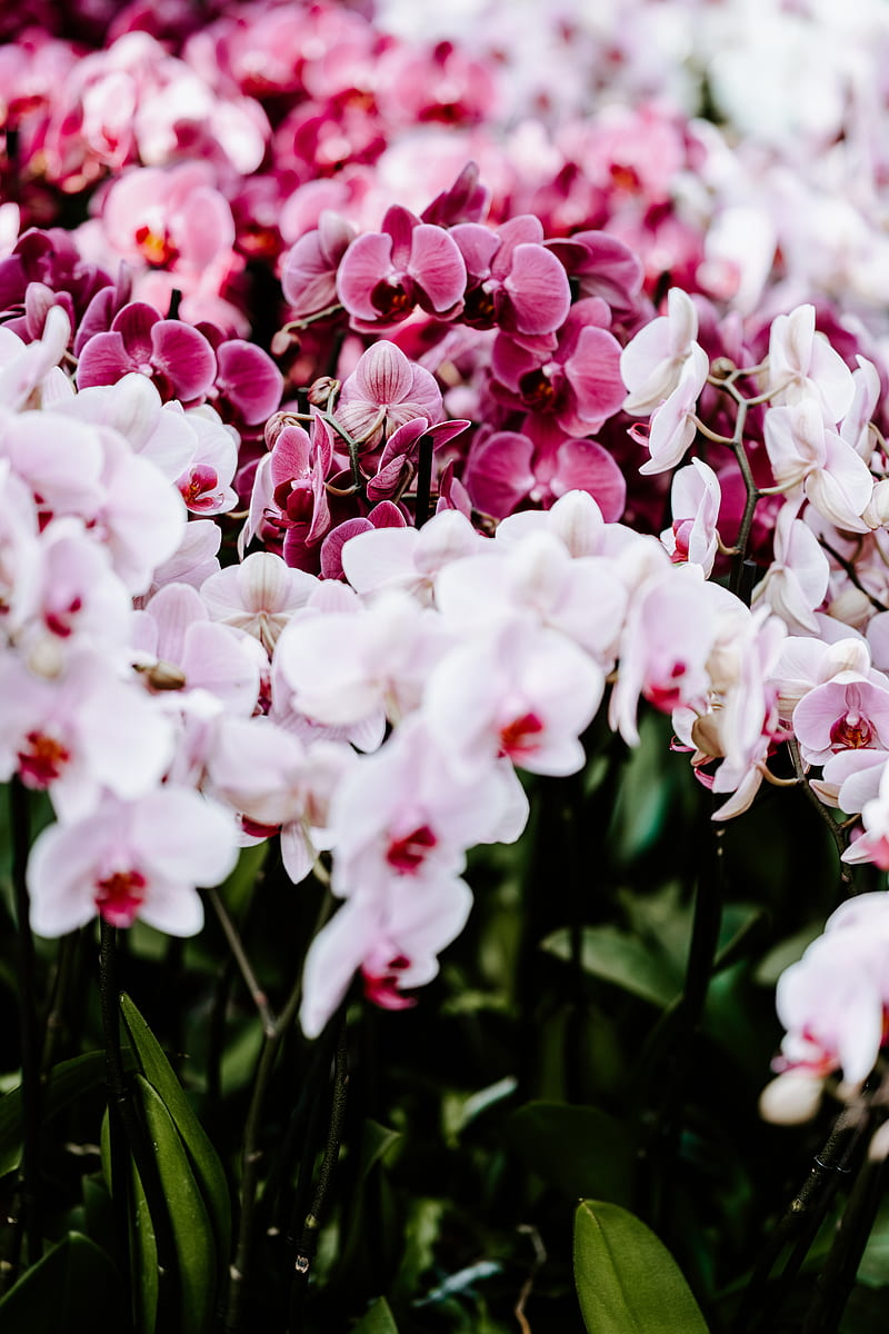 orchids, flowers, spring, delicate, HD phone wallpaper