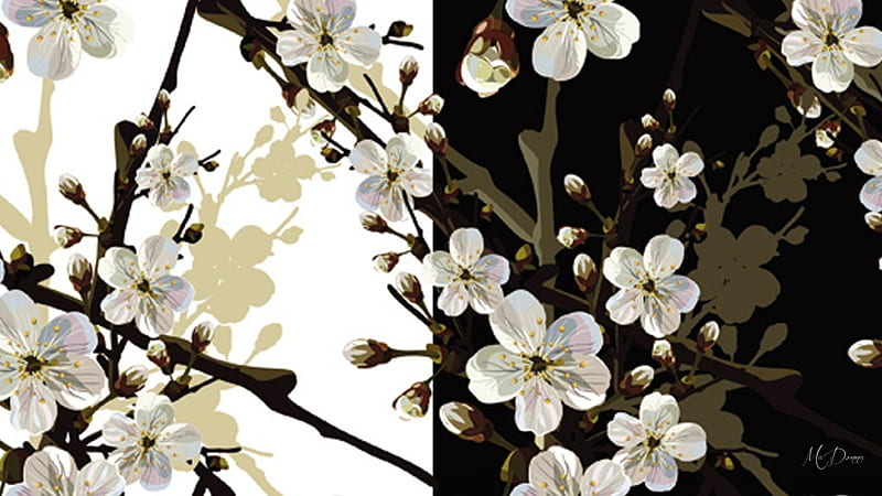 Sakura Black and White, sakura, black and white, flowers, spring, cherry blossoms, HD wallpaper