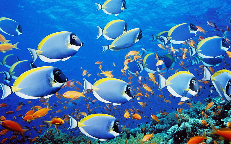 marine life, reef, marine, life, fish, HD wallpaper