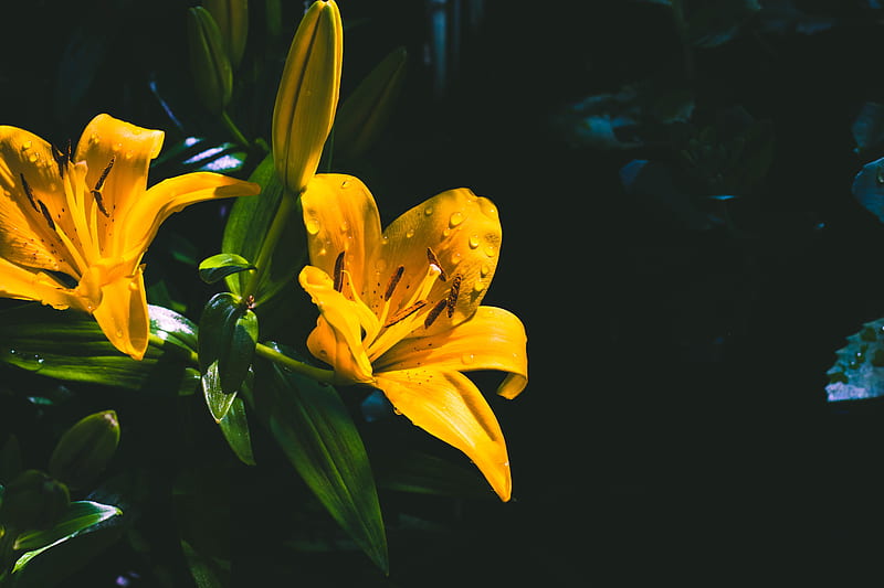 lily, flower, yellow, wet, drops, HD wallpaper