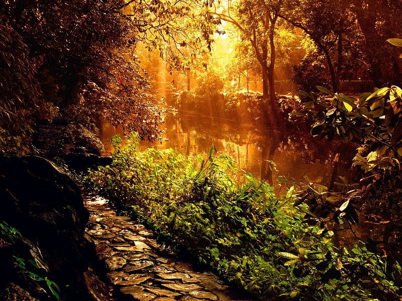 Forest, river, trees, sunlight, art, nature, HD wallpaper