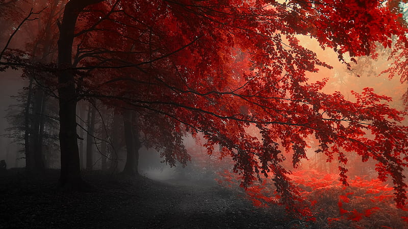 Red Forest Trees Path, trees, red, forest, path, HD wallpaper