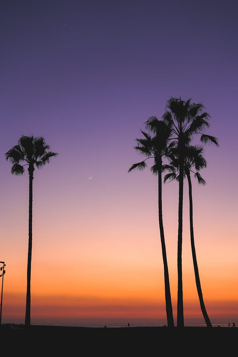 beach, palm trees, dusk, tropics, evening, HD phone wallpaper