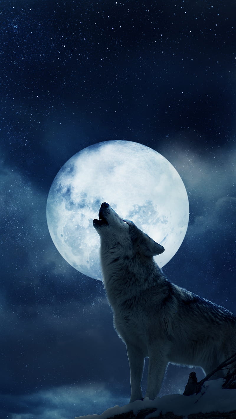 Full moon, white, wolf, HD phone wallpaper