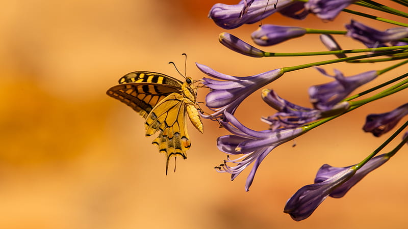 butterfly, wings, tropical, flowers, HD wallpaper