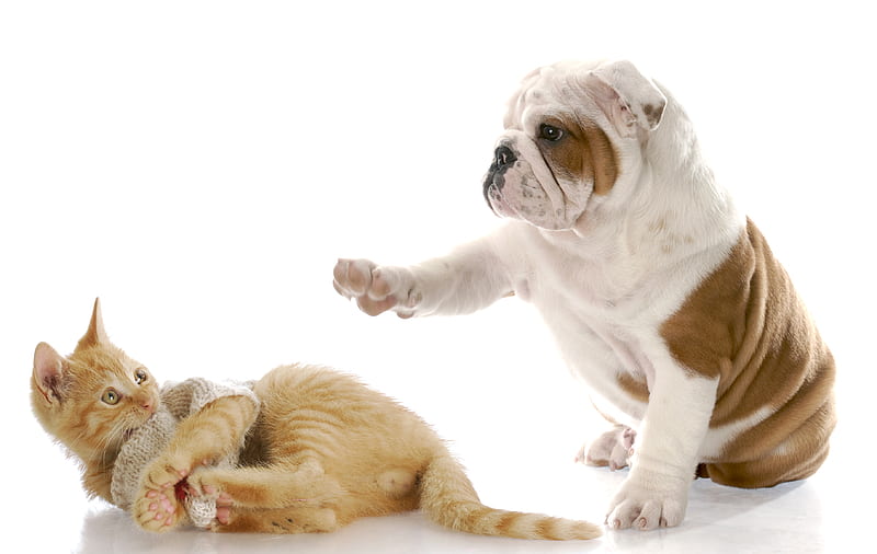 Stop playing! We have things to do!, paw, cat, animal, play, pet, funny,  kitten, HD wallpaper | Peakpx