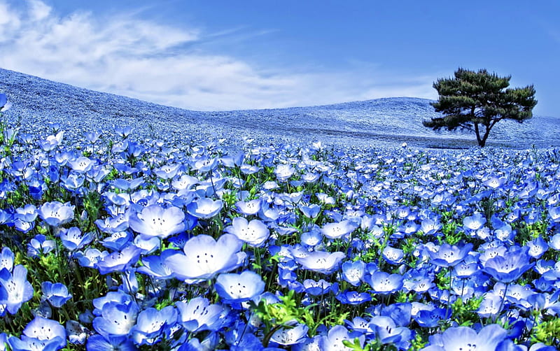 Campo de flores azules, bonito, encantador, bonito, cielo, verano, flores,  naturaleza, Fondo de pantalla HD | Peakpx
