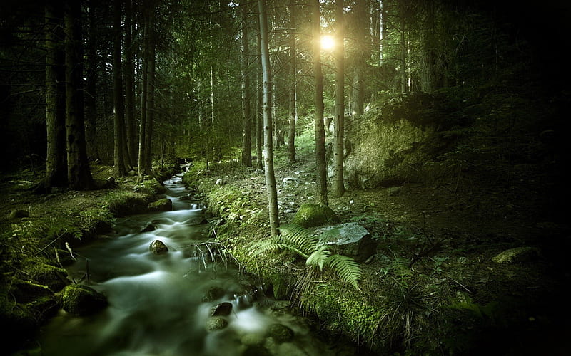 DARK FOREST, Forest, Sky, dark, Nature, HD wallpaper | Peakpx
