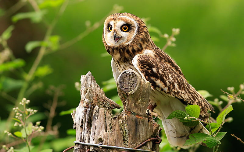 Owl, forest, wildlife, predatory bird, Strigiformes, HD wallpaper