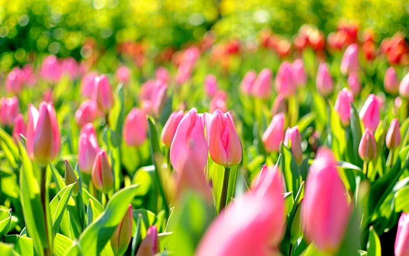 PINK TULIPS, tulips fields, enchanting nature, leaves, splendor, pink ...