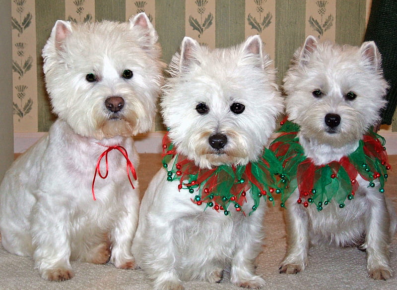 Triplets Are More Fun!, fluffy, westie, west highland white terriers, white, puppy, HD wallpaper