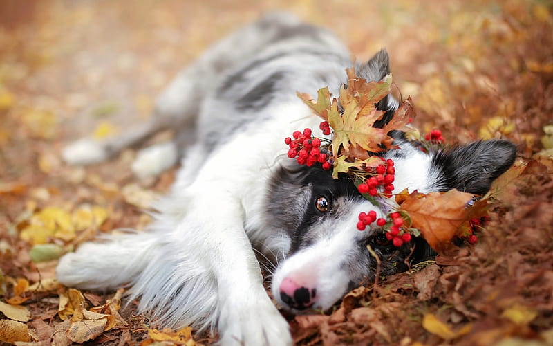I love autumn, wreath, autumn, berry, orange, black, white, dog, HD wallpaper