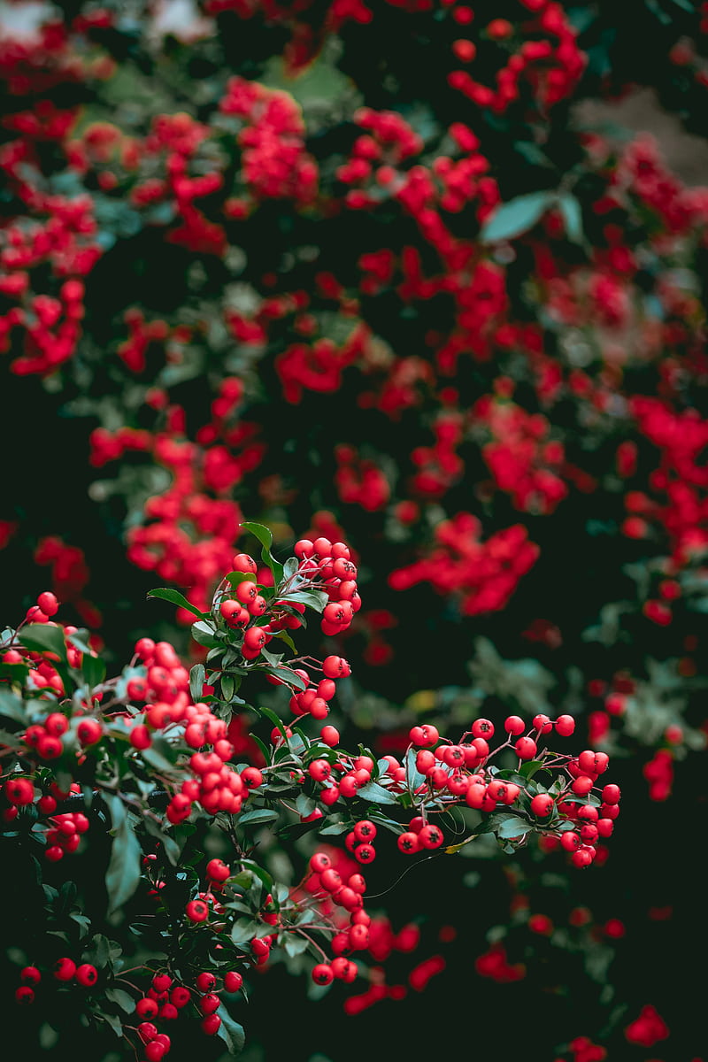 berries, red berries, leaves, branches, HD phone wallpaper