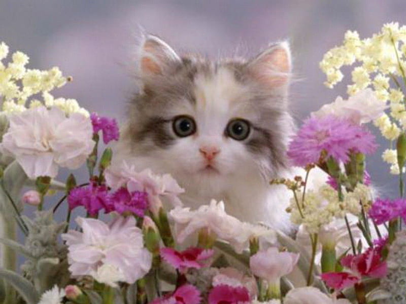 Purrs and petals, gris, flowers, white, kitten, HD wallpaper