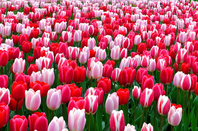 Strawberry tulips, pretty, colorful, strawberry, bonito, spring, carpet, flowers, garden, tulips, HD wallpaper