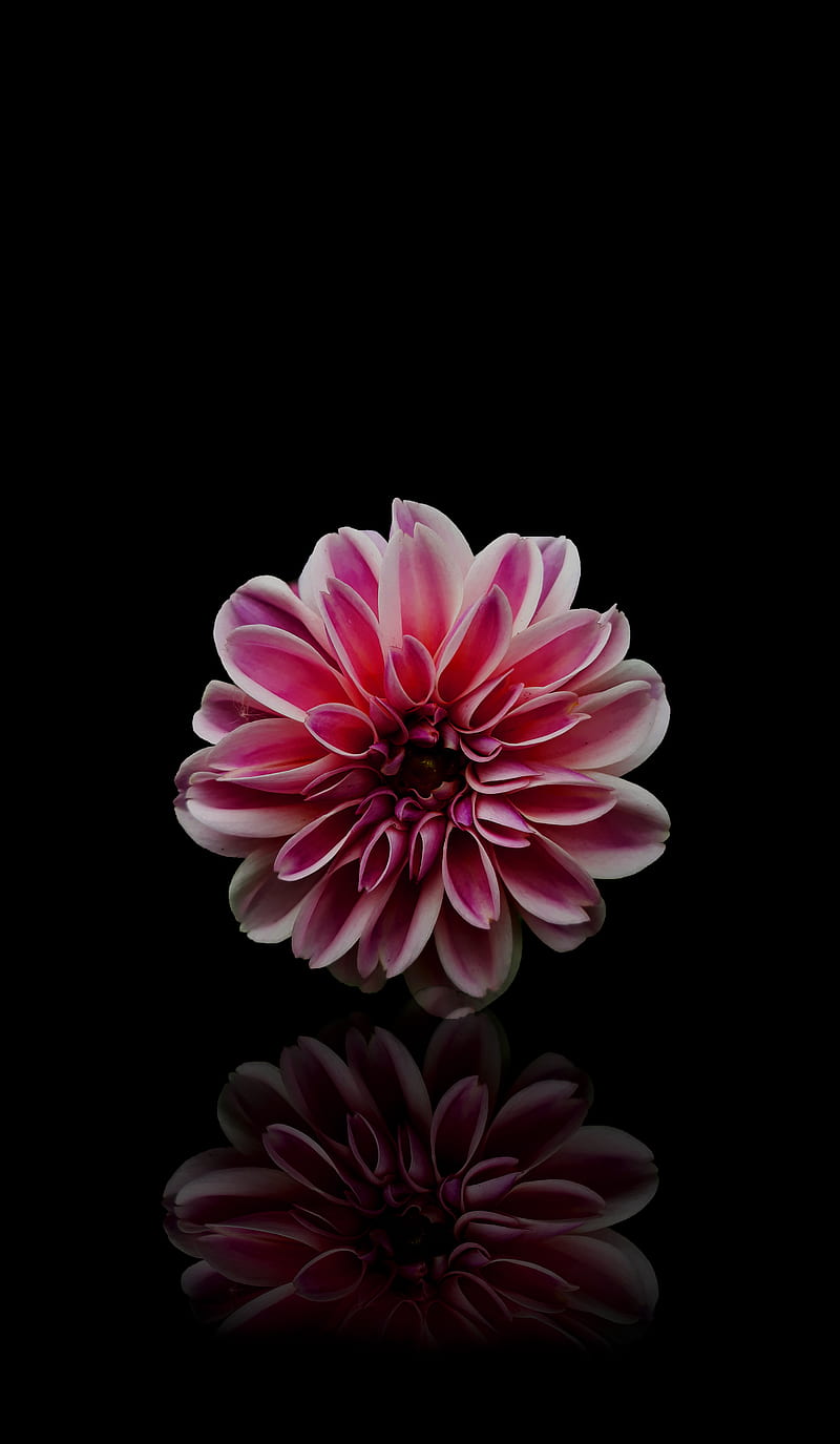 Flower from ds Ali, phone, pink, apple, black, flower, original, flowers, nature, HD phone wallpaper