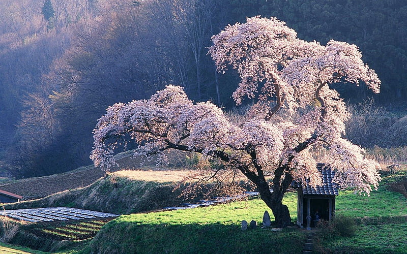Dogwood Tree, blossoms, park, sunshine, spring, landscape, HD wallpaper