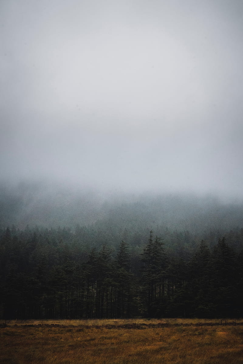 forest, fog, trees, spruce, darkness, HD phone wallpaper