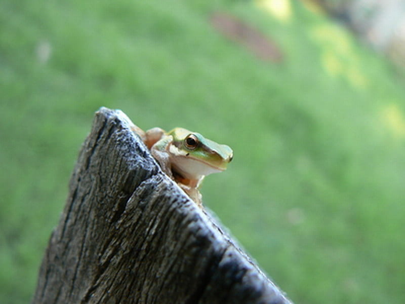 FROG ON FENCE POST, cute, frog, post, tiny, HD wallpaper