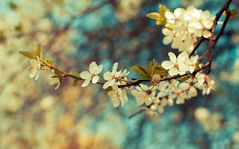 beautiful spring day-beauty spring, HD wallpaper