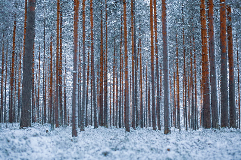 forest, trees, winter, snow, minimalism, HD wallpaper
