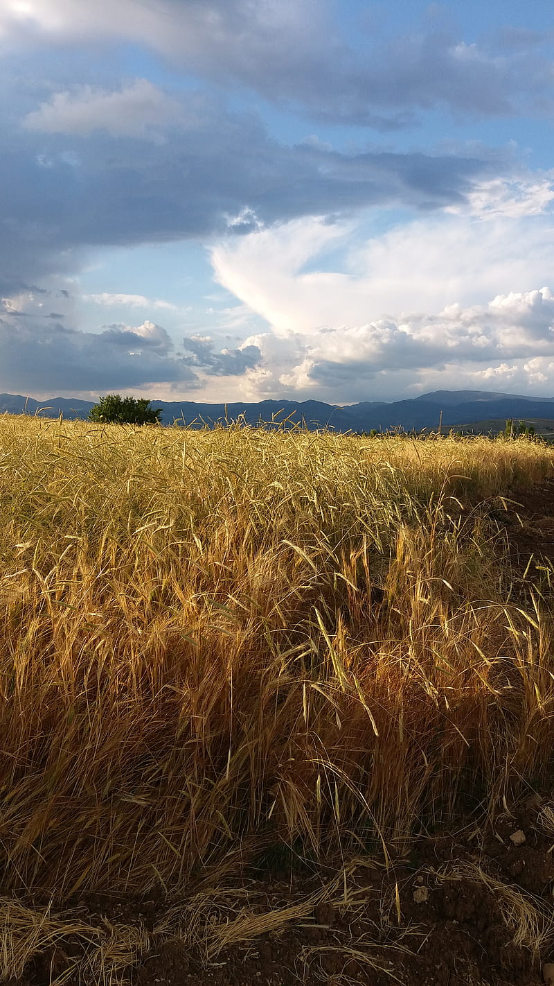 Manzara, arazi, bulutlar, saman, tarla, HD phone wallpaper