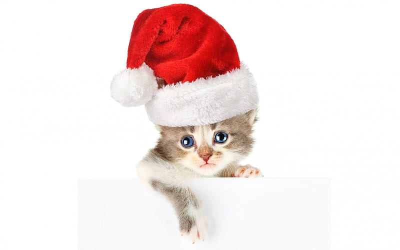 Christmas kitten, red, craciun, christmas, cat, animal, sweet, hat ...