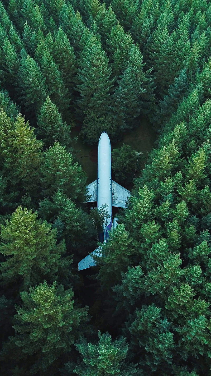 Plane in the Forest , nature, planes, crash landing, HD phone wallpaper