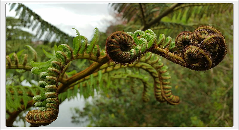Silver fern, green, leaves, nz silverfern nature kiwi, HD wallpaper