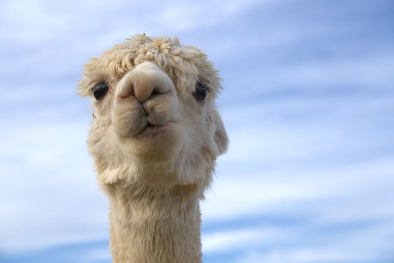 Walk with alpacas nearby - BellePaga