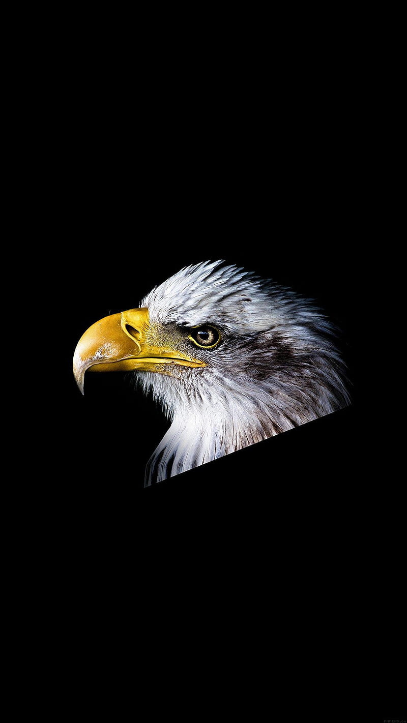 Eagle, amoled, awesomestic, bird, dark, HD phone wallpaper