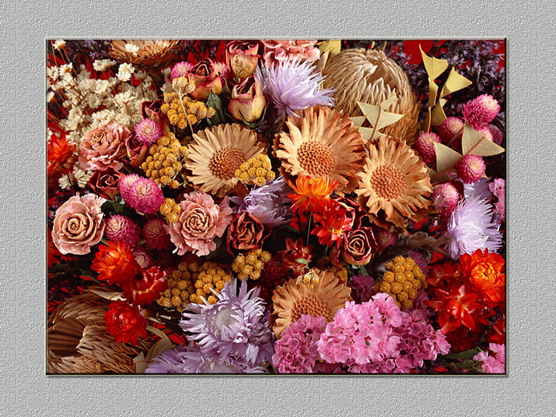 wallflower, flower, gris, colours, HD wallpaper