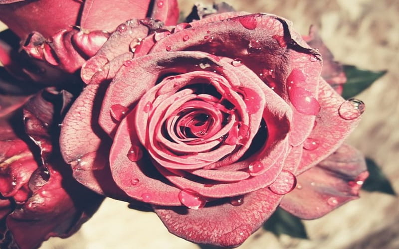 Rose Drops, red, lovely, pink red, rose, fantastic, drops, unique, magnifique, pink, HD wallpaper