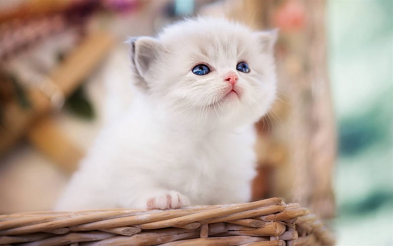 Ragdoll, kittens, blue eyes, cute animals, cats, HD wallpaper