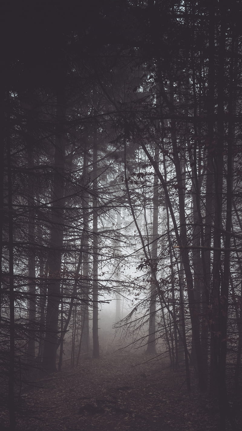 forest, fog, mist, trees, HD phone wallpaper
