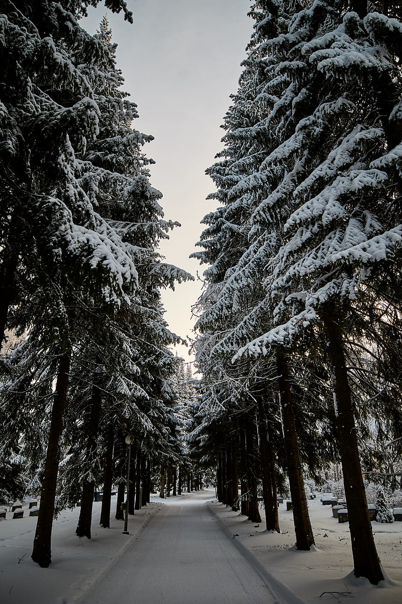 road, trees, snow, winter, HD phone wallpaper