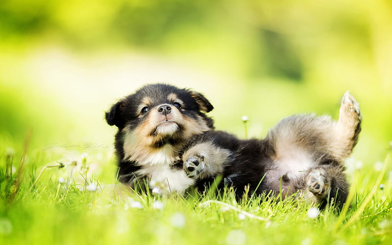 Finnish Lappphund, cute animals, puppy, lawn, lappphund, dogs, HD wallpaper