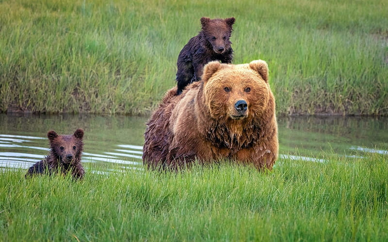 Bears, Alaska, grass, bear, Young, HD wallpaper