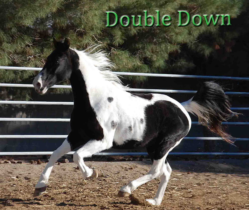 Double Down, paint, horse, tobiano, HD wallpaper