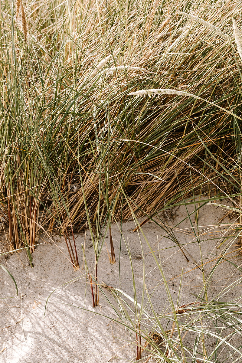 Green Grass on Gray Sand, HD phone wallpaper